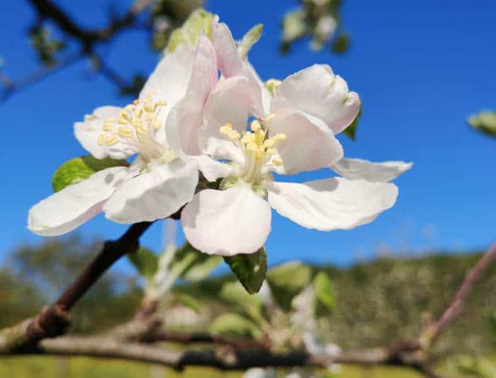 Nahaufnahme einer Apfelblüte im Frühling