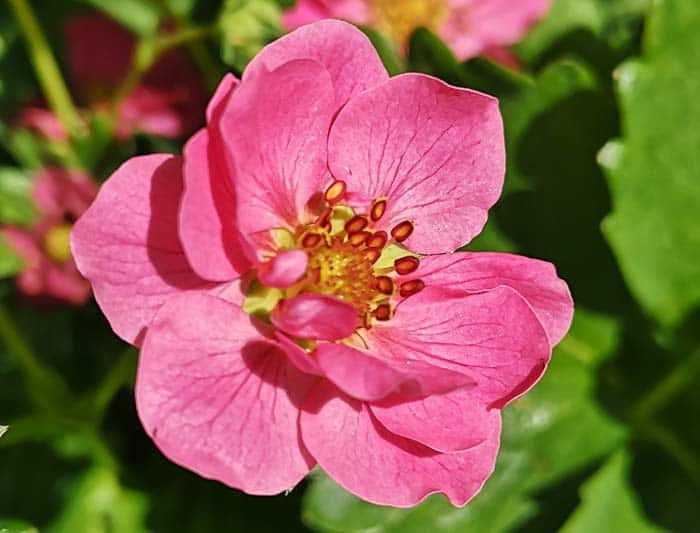 Nahaufnahme einer pinkfarbenen Erdbeerblüte